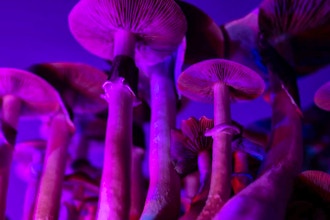 Psychedelics in the Treatment of End-Of-Life Suffering